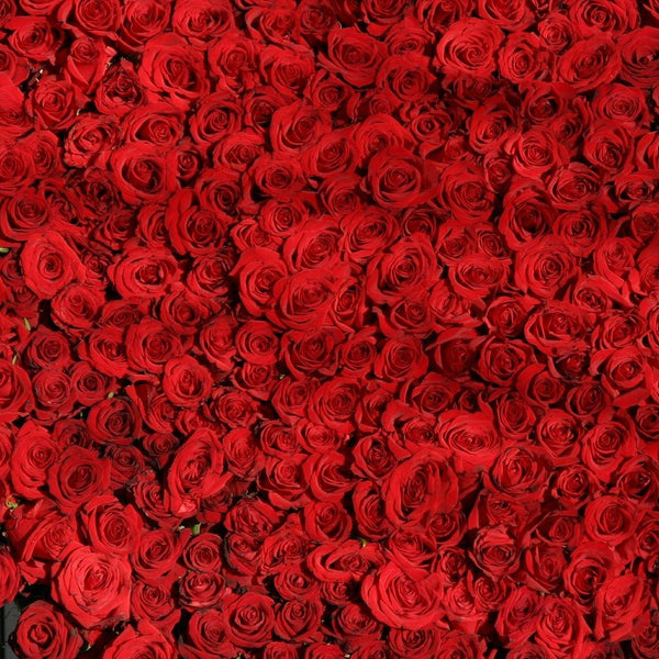 2 x 1 ROSES BUY 25 Stems Get 25 Stems FREE (25 Stems per Bunch) - Bloomsfully Wholesale Flowers