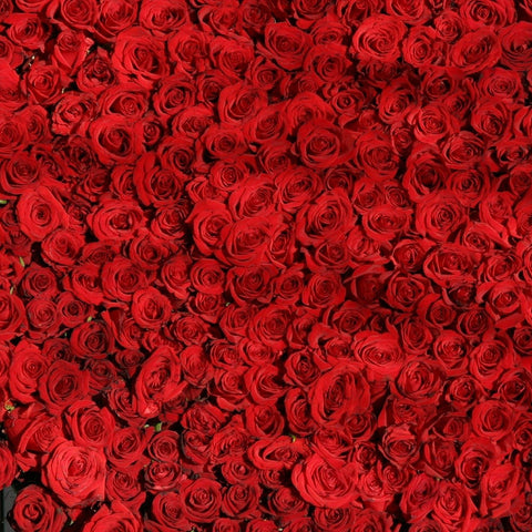 2 x 1 ROSES BUY 25 Stems Get 25 Stems FREE (25 Stems per Bunch) - Bloomsfully Wholesale Flowers